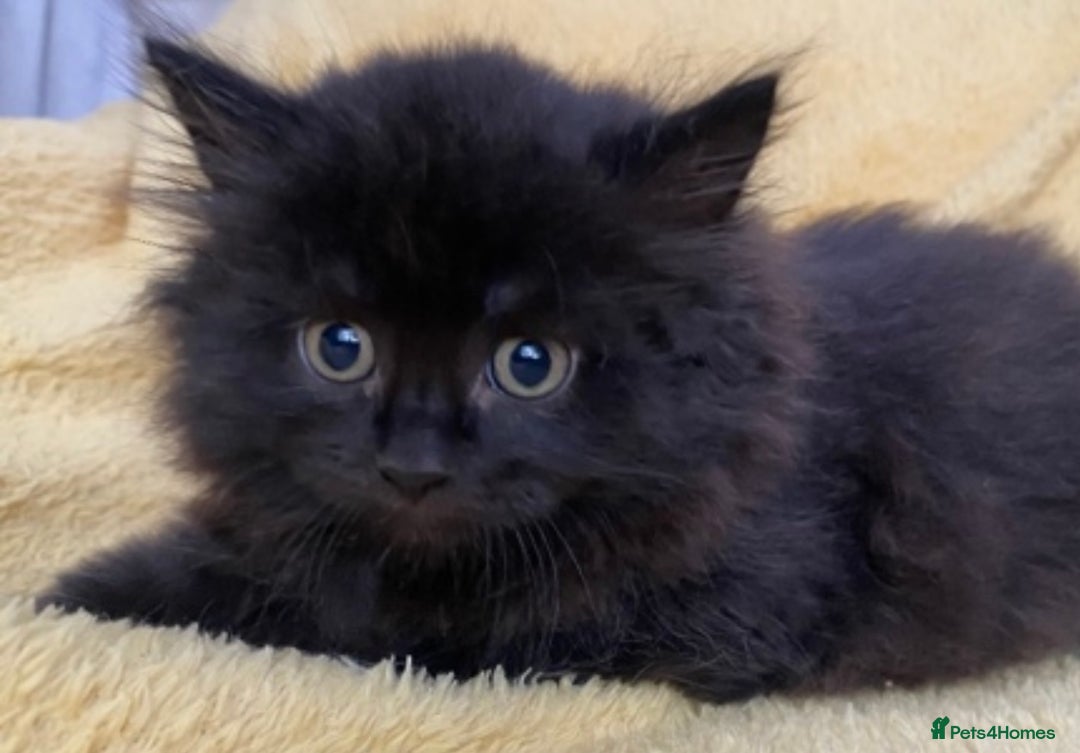 Siberian cats for sale: Siberian kittens for loving homes! - Image 3