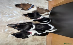 Jack Russell dogs for sale: Traditional jack russel pups tri coloured  - Image 3