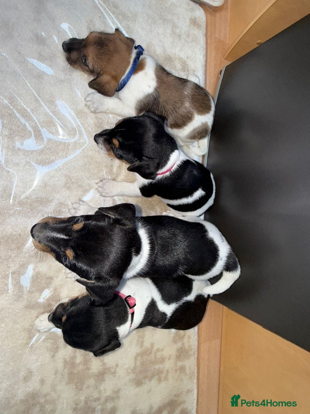 Jack Russell dogs for sale: Traditional jack russel pups tri coloured  - Image 3