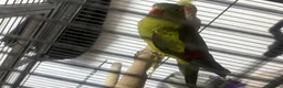 Parrots birds for sale: Parrot  in Birmingham - Advert 5