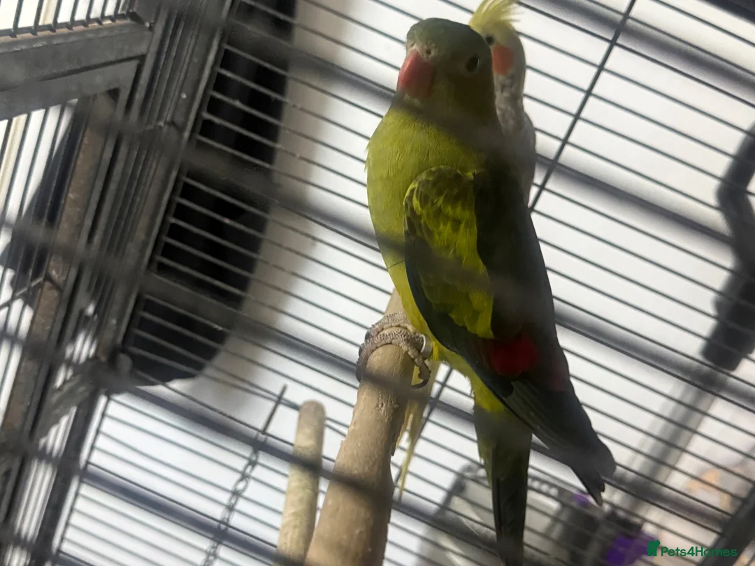 Parrots birds for sale: Parrot  in Birmingham - Advert 5