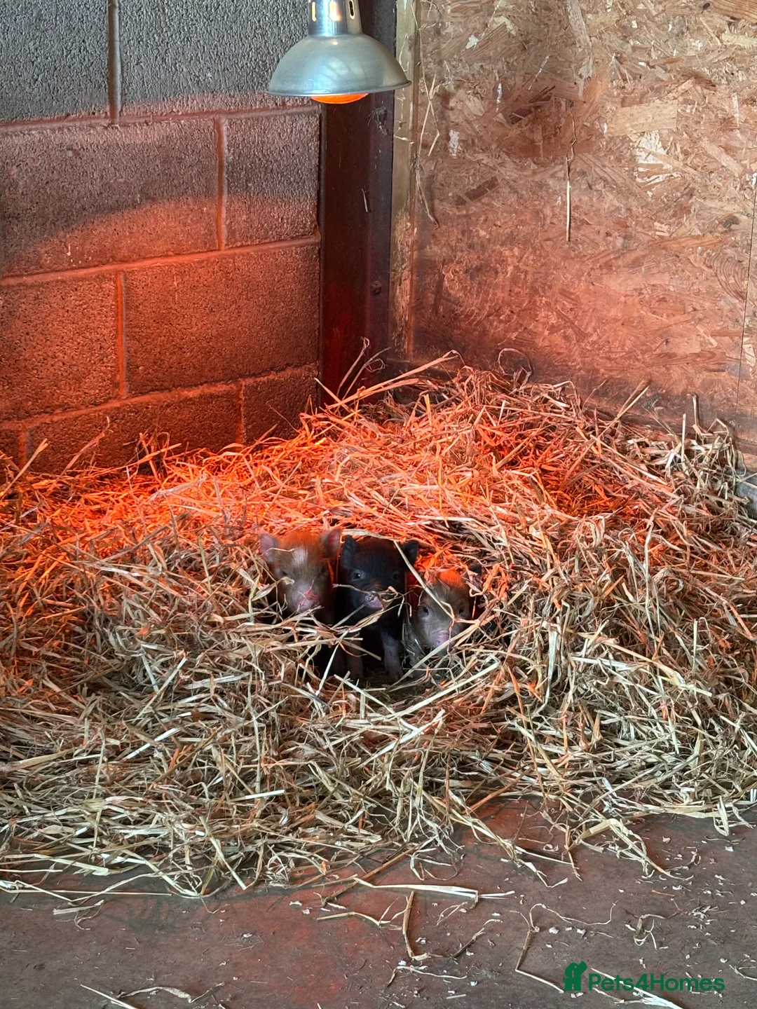 Pig livestock for sale: Miniature American/Swedish pigs  - Advert 8