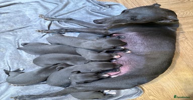 Whippet dogs - Advert 1