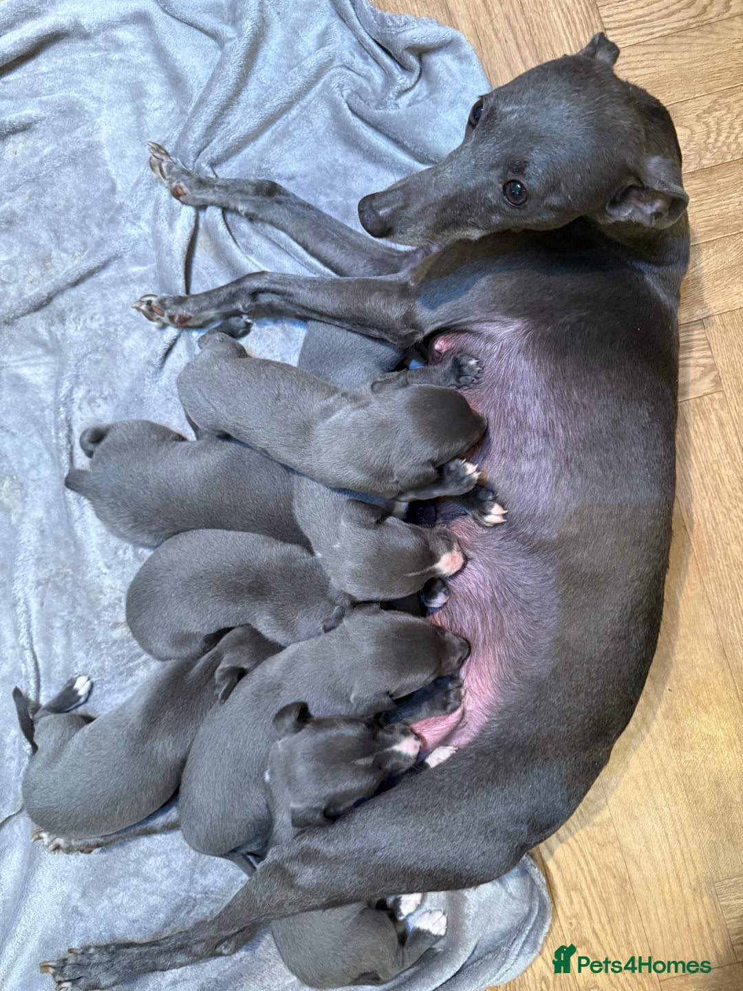 Whippet dogs for sale: Beautiful Blue Baby Whippets  - Image 2