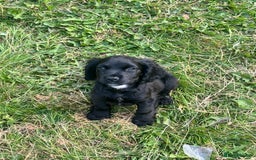 Cocker Spaniel dogs for sale: 2 boy cocker spaniel puppys looking for a new home - Image 5