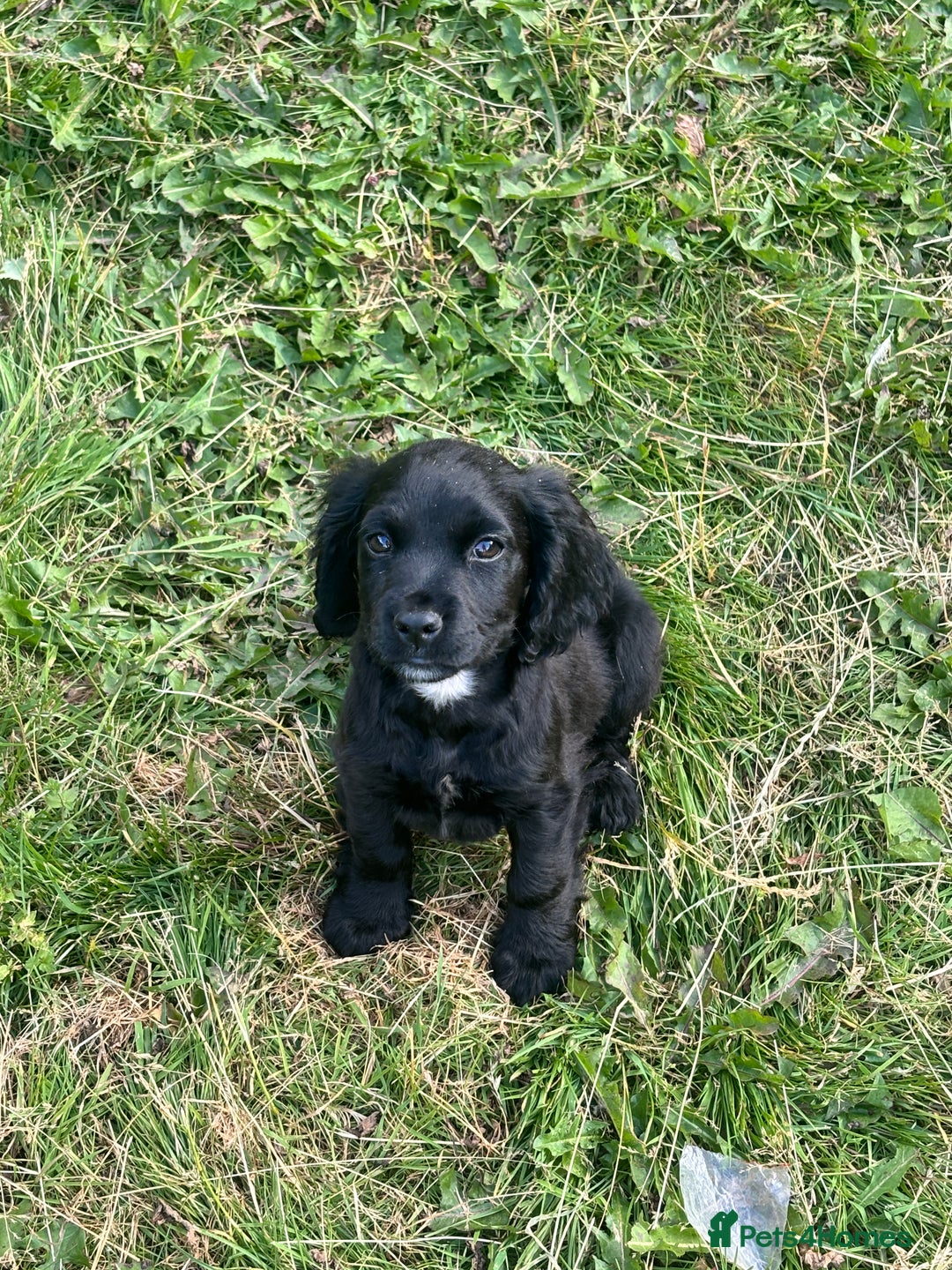 Cocker Spaniel dogs for sale: 2 boy cocker spaniel puppys looking for a new home - Image 5