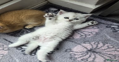 British Shorthair cats - Advert 14