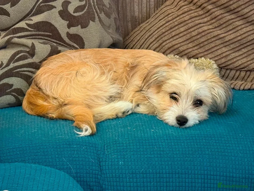 Mixed Breed dogs for adoption: Amaya 🩷 in Witney - Advert 2
