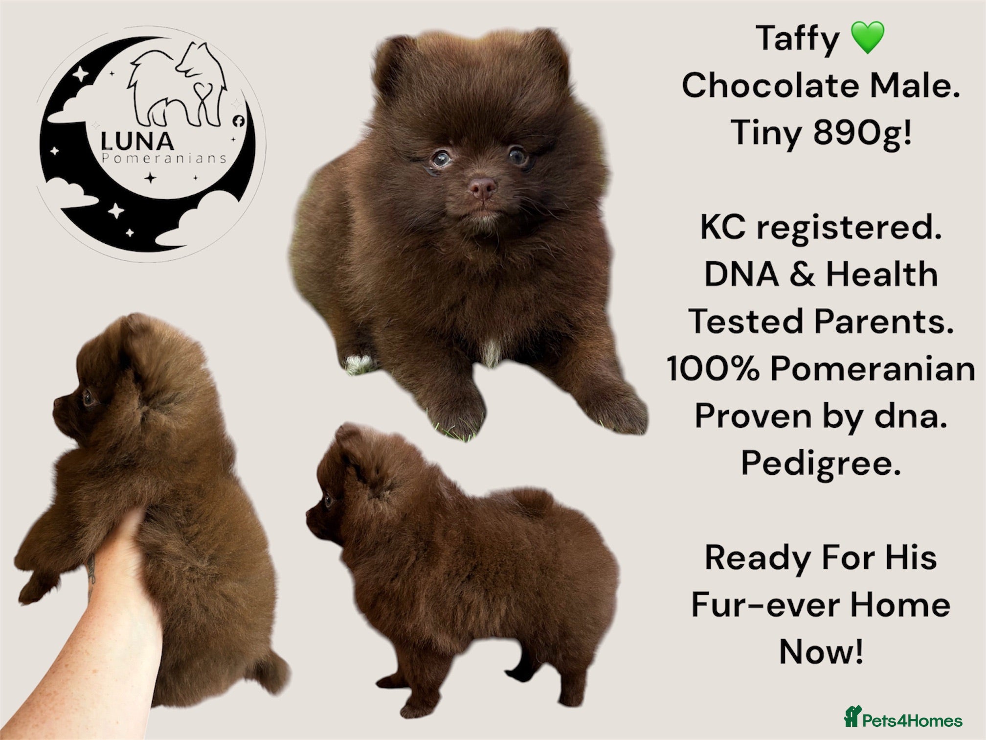 Pomeranian dogs READY NOW! KC✨DNA 100% POM!🧬HEALTH TESTED!🧬 - Advert 4