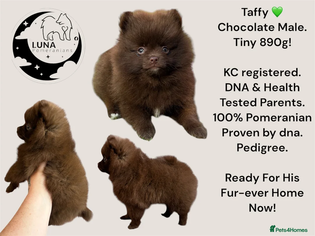 Pomeranian dogs for sale: READY NOW! KC✨DNA 100% POM!🧬HEALTH TESTED!🧬 - Advert 1