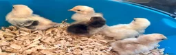 Chickens poultry for sale: Pekin bantam chicks - Advert 5