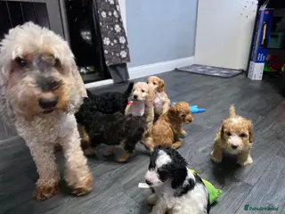 Cockapoo dogs One Gorgeous Female Cockapoo Puppy Remaining - Advert 2