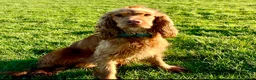 Cocker Spaniel dogs for stud: Health tested golden show cocker spaniel stud - Advert 3