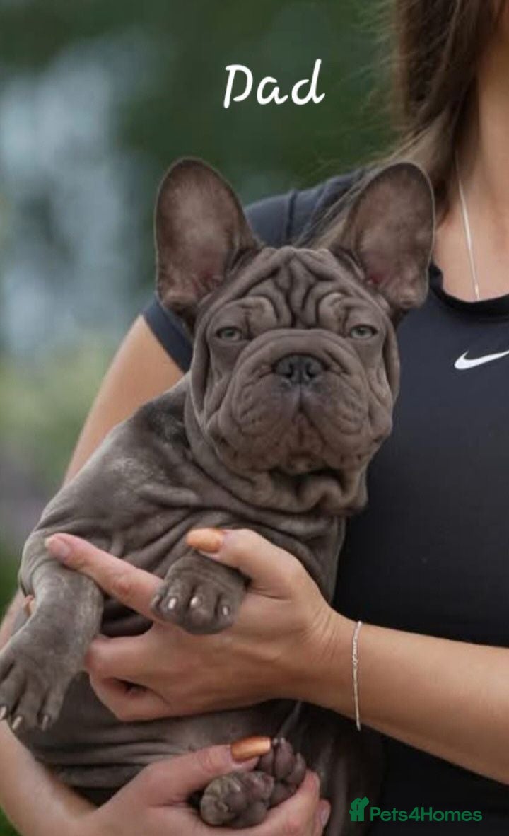 French Bulldog dogs  French Bulldog Pups ready to leave  - Advert 2