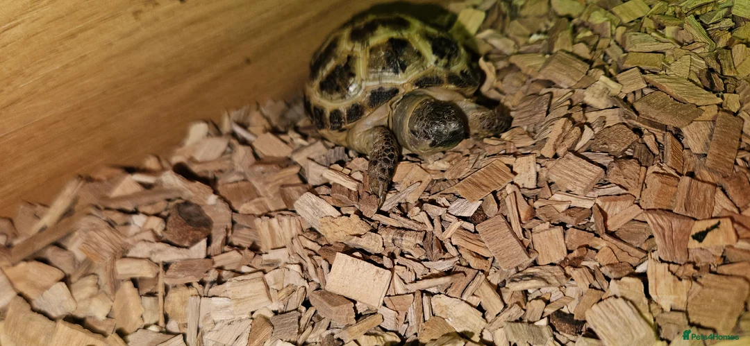 Tortoise reptiles for sale: Horsefield tortoise & setup - Advert 2