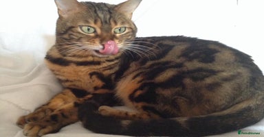 Bengal cats - Advert 11