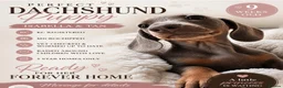 Miniature Dachshund dogs for sale: Beautiful miniature daxie babies - Advert 2