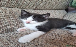 Mixed Breed cats for sale: Kittens  - Image 3