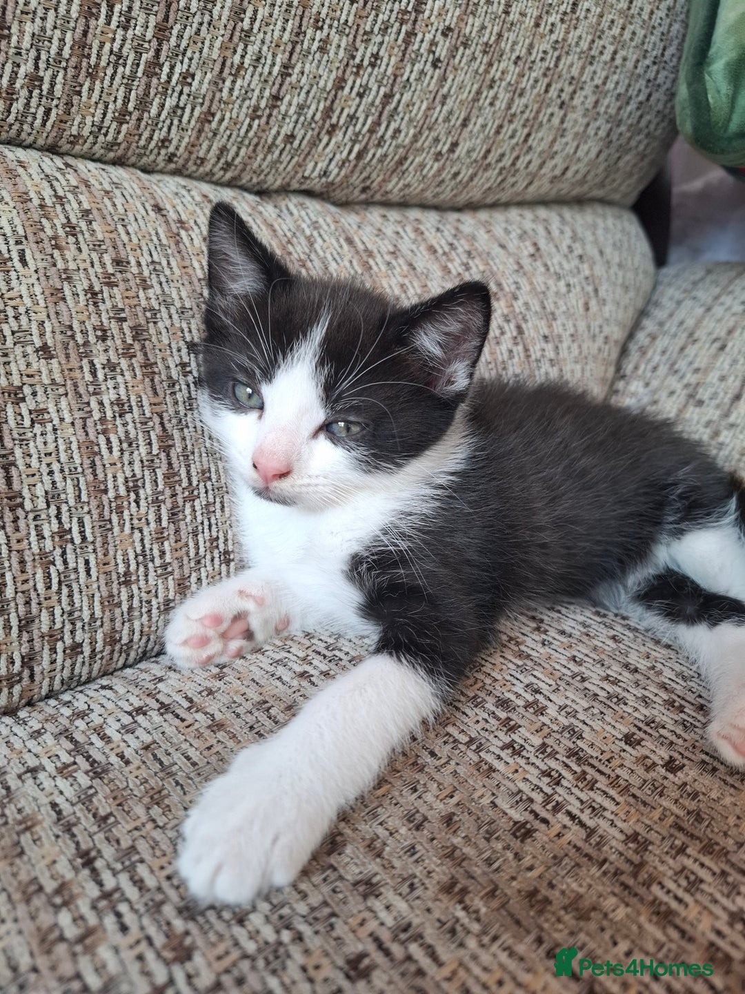 Mixed Breed cats for sale: Kittens  - Image 3