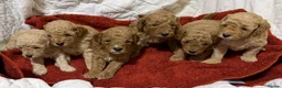 Cavapoo dogs for sale: Cavapoo F1b Puppies with Health Tested Parents - Advert 20