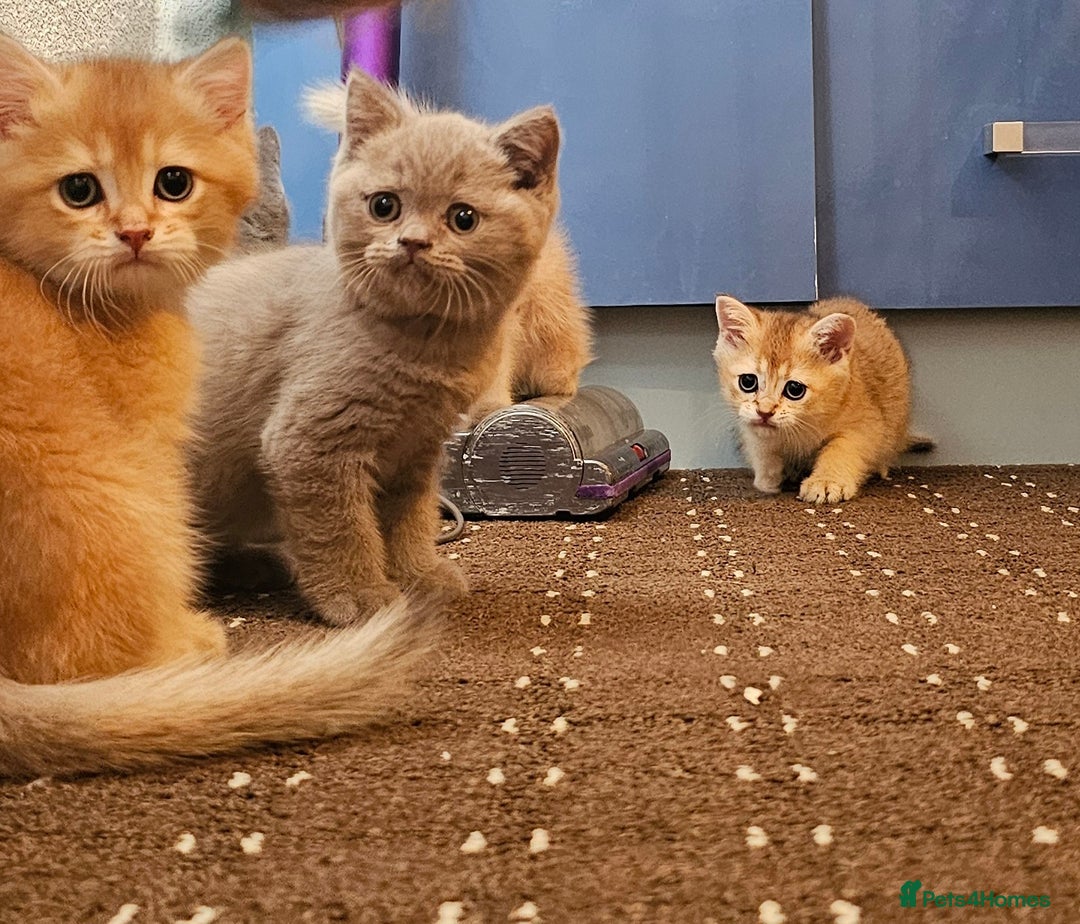 British Shorthair cats for sale: BSH BLUE AND BSH GOLD KITTENS Ready now! - Image 13