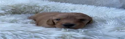 Dachshund dogs for sale: 🐾 3 Stunning Dachshund Puppies – Loving Homes ❤️ - Advert 14