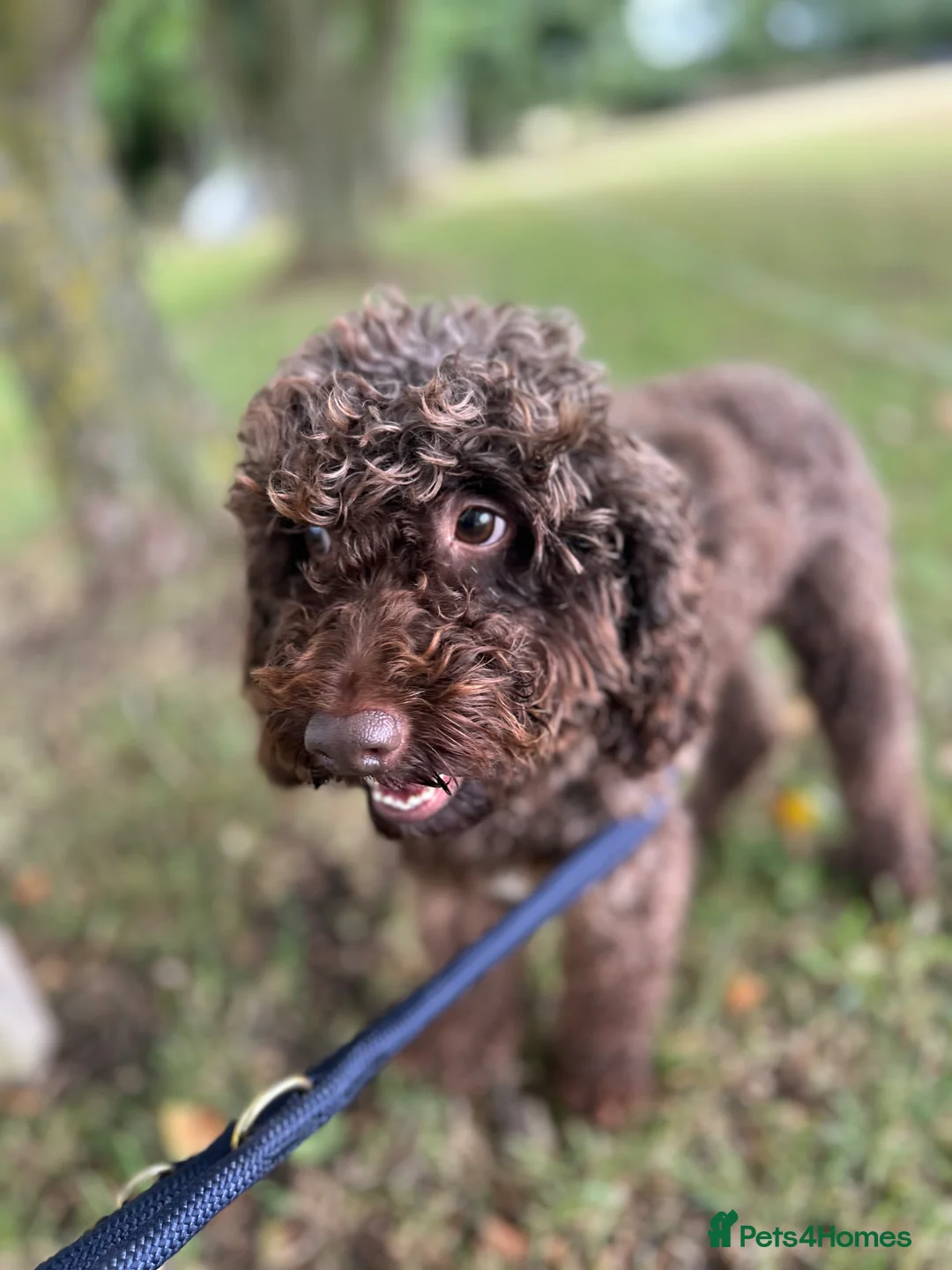 Cockapoo dogs for sale: A pair of nearly four year old cockapoos  - Advert 1