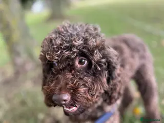 Cockapoo dogs A pair of nearly four year old cockapoos - Advert 3