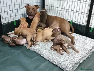 American Bull Staffy dogs American bull - Advert 2