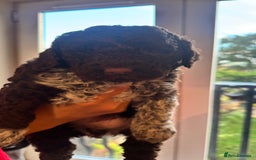 Lagotto Romagnolo dogs for sale: Authentic Lagotto Romagnolo Puppies for Sale KC  - Image 8