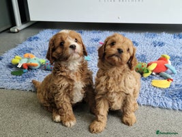 Cavapoo dogs 💥FULL H/TESTED F1 CAVAPOO PUPPIES FOR SALE 💥 - Advert 6