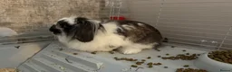 Lionhead rabbits for sale: Lionhead lops  - Advert 3