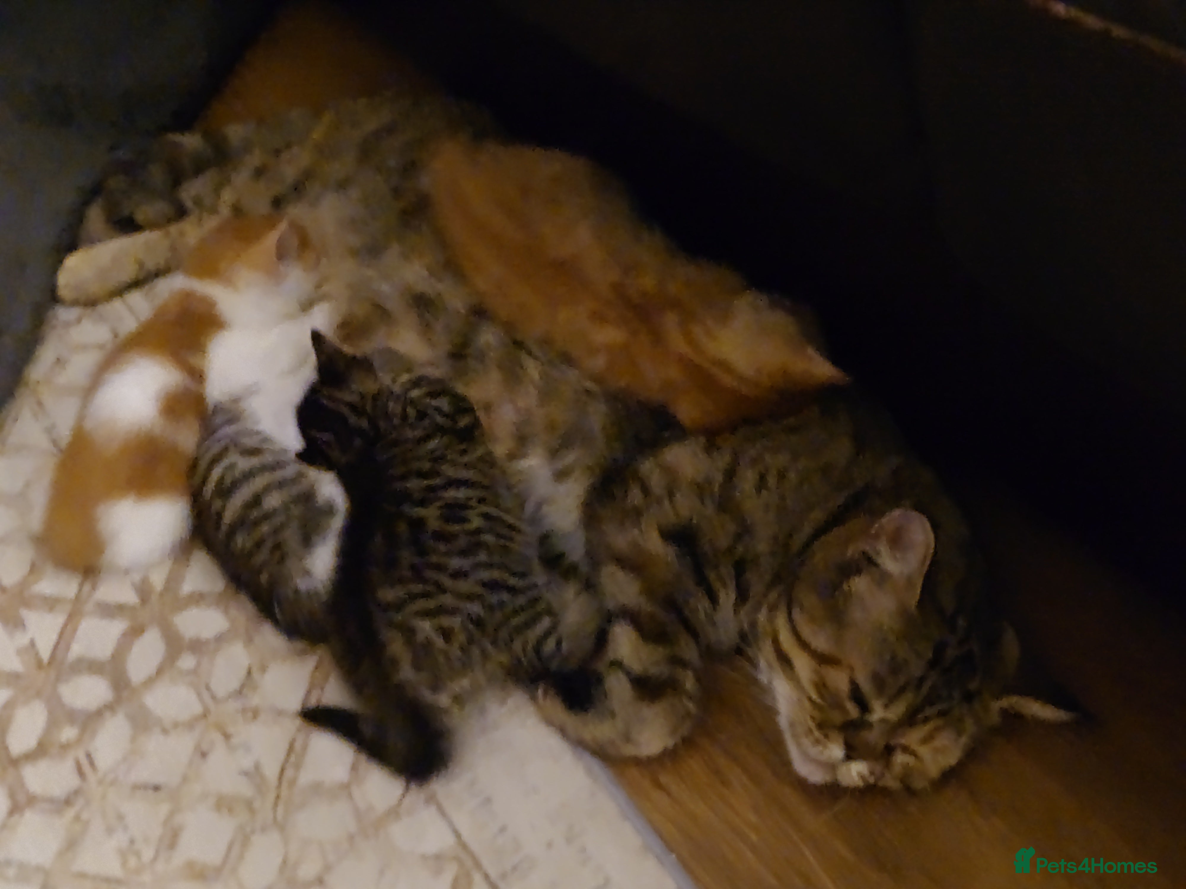 Mixed Breed cats 6 kittens of a Persian mum with Tuft ears. - Advert 5