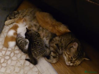 Mixed Breed cats 6 kittens of a Persian mum with Tuft ears. - Advert 4