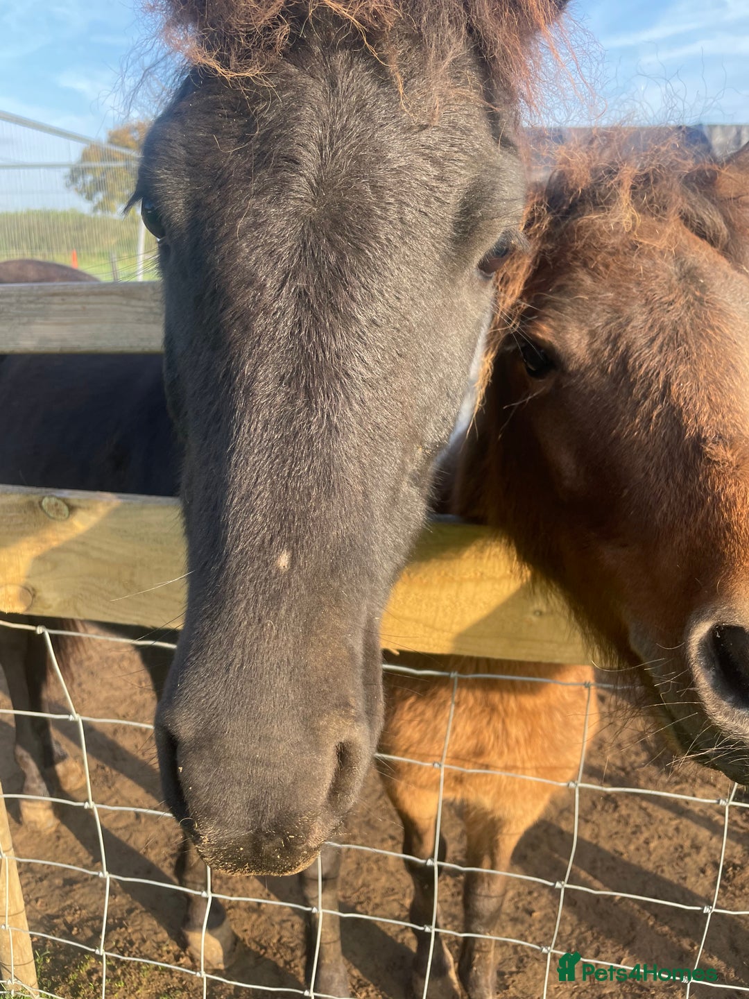 Gotland pony horses for sale: Dartmoor Hill pony  - Advert 12