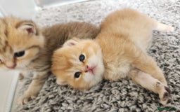 British Shorthair cats for sale: Tica reg Golden Shaded British shorthair kittens. - Image 26