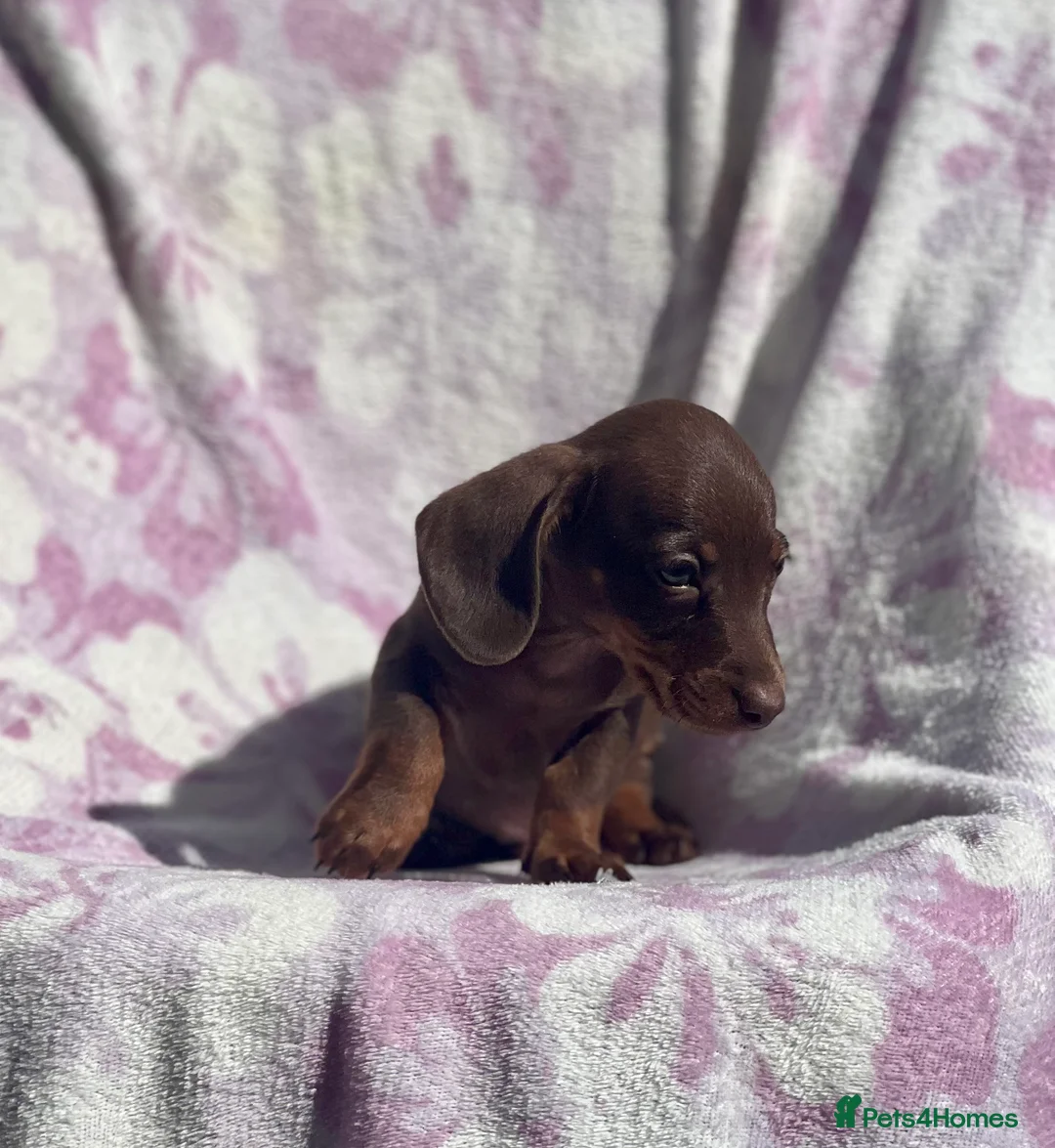 Miniature Dachshund dogs for sale: Miniature smooth coat dachshund puppies - Advert 29