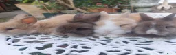 Lionhead rabbits for sale: PUREBRED DOUBLE/TEDDY LION HEAD BABIES  - Advert 1