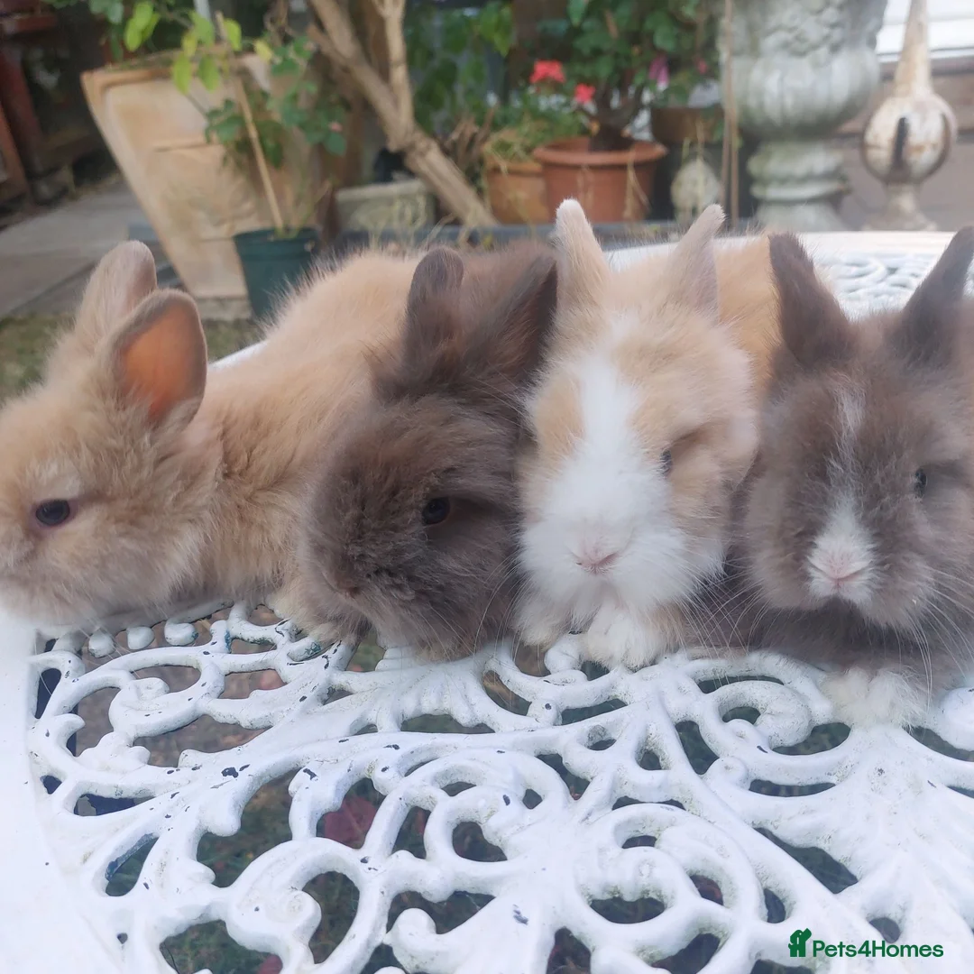 Lionhead rabbits for sale: PUREBRED DOUBLE/TEDDY LION HEAD BABIES  - Advert 1