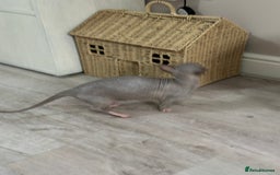 Sphynx cats for sale: Bambino blue girl  - Image 11