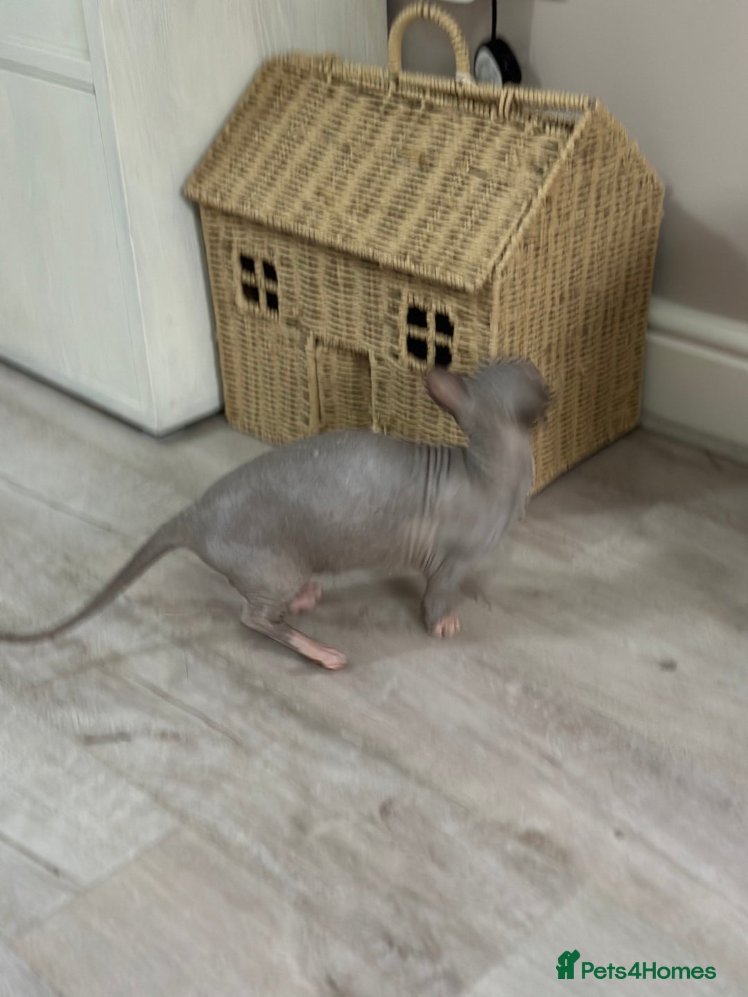 Sphynx cats for sale: Bambino blue girl  - Image 11