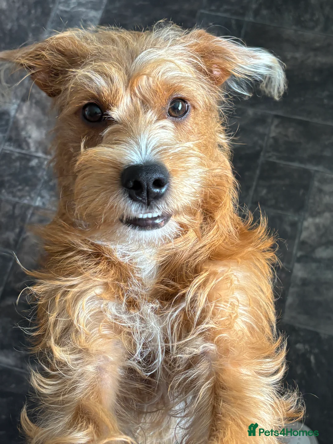 Mixed Breed dogs for adoption: Coco  in Redcar - Advert 6