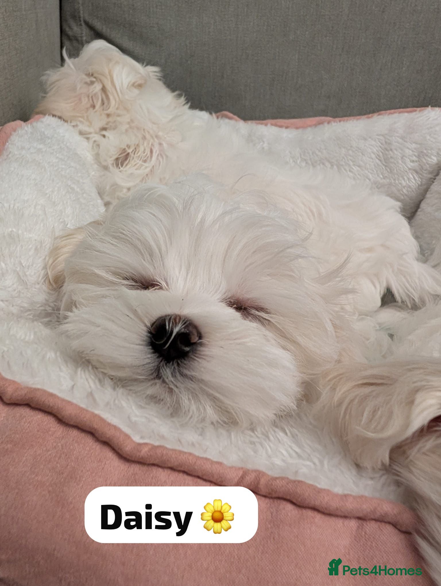 Maltese dogs Adorable KC registered Maltese puppies😍 - Advert 15