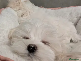 Maltese dogs Adorable KC registered Maltese puppies😍 - Advert 15