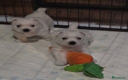 West Highland Terrier dogs for sale: Gorgeous pedigree westies, excellent bloodlines - Image 1