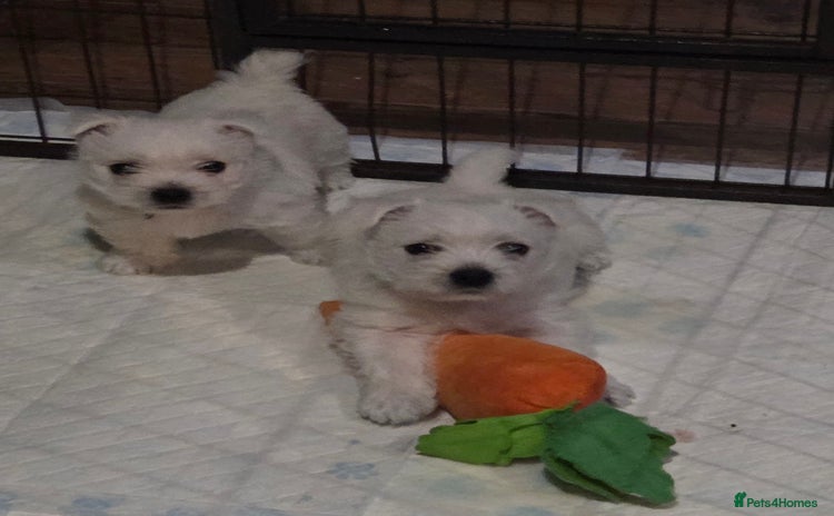 West Highland Terrier dogs - Advert 1