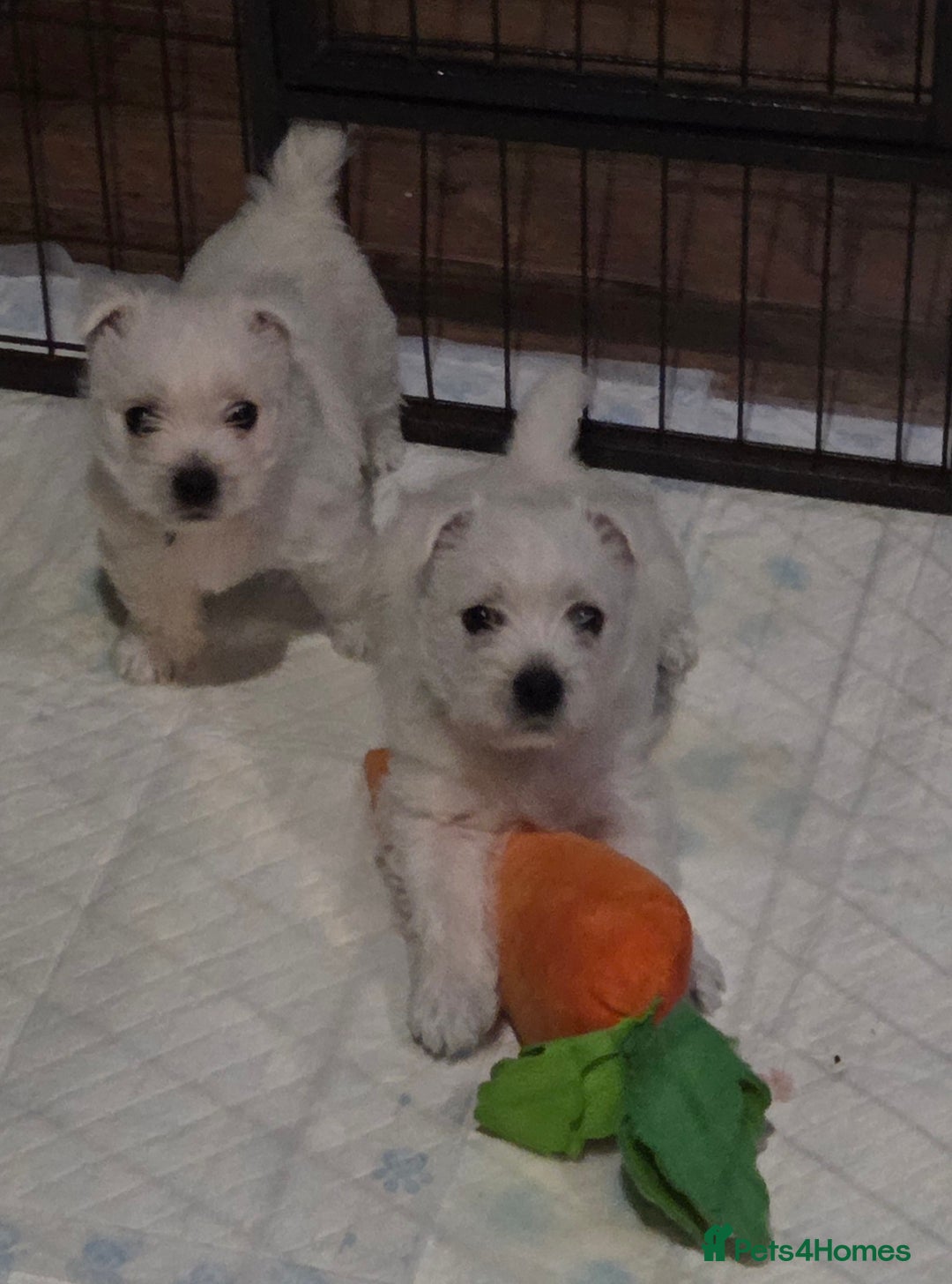 West Highland Terrier dogs for sale: Gorgeous pedigree westies, excellent bloodlines - Image 1