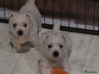 West Highland Terrier dogs - Advert 5