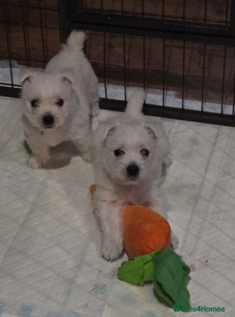 West Highland Terrier dogs - Advert 2