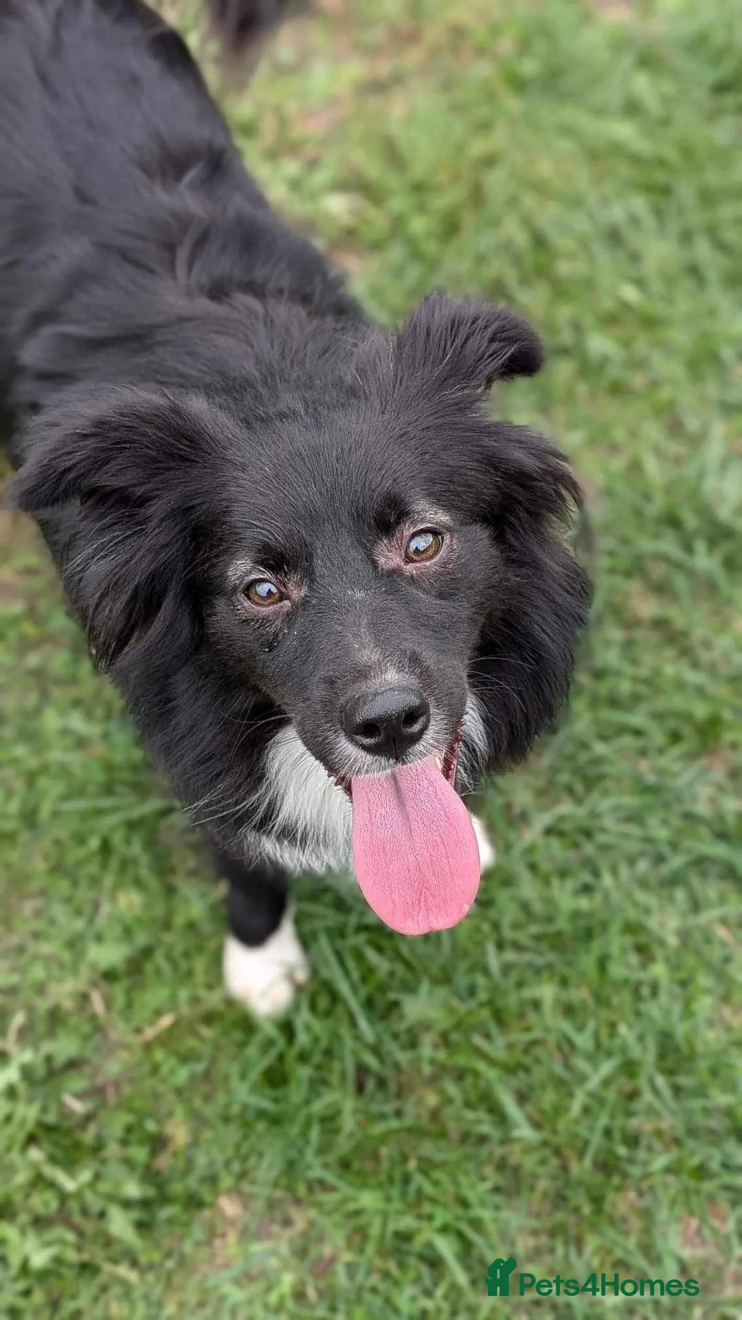 Mixed Breed dogs for adoption: Nala for adoption in Leigh-on-Sea - Advert 2